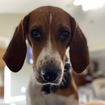Adam Basham - @bashdaddy1 - Instagram