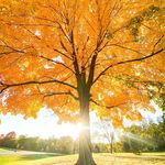 Adam Bastien - @scenebybastien - Instagram