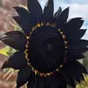 Adam Baugh - @adam.baugh - TikTok