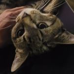 adam bayer - @crazycatguy003 - Instagram