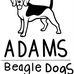 Adams Beagle Dogs - Facebook