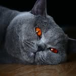 Adam Bede - @adam.photos.animals - Instagram
