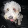 Adam beilenson - @adam_beilenson_1_0_ - TikTok