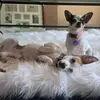 Adam y Bella - @adamybella - TikTok