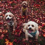 adambellacookie - @adambellacookie - Instagram