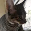 adammortimerbilby - @peppiandi - TikTok