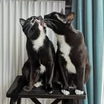 Adam Billy & Boba - @adamandbilly - Instagram