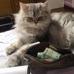 @adam_bissar - Instagram