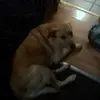 adambodey - @adambodey - TikTok
