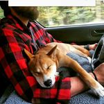 adam and Indiana bones - @adam_and_indiana - Instagram