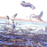 Adam Boysen - @midwesttrailcamerapics - Instagram