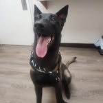 adam britt - @midgardmalinois - Instagram
