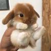 Adam Bunny - @adambunnyx3 - TikTok