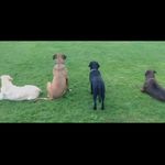 Adam buxton - @adam_everlast - Instagram