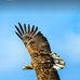 Adam Pesona - Facebook