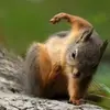 Certified Squirrel - @adamcabanas - TikTok