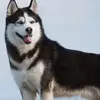 ADAM - @adam.cairo11 - TikTok