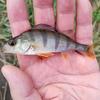 Adam Carp Fishing - @adamcarpfishing47 - TikTok