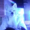 Adam carpender - @adam.carpender - TikTok