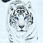 ADAMCOMEAUX - @adamcomeaux7530 - Instagram