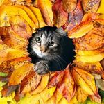Adam Shane DeVault - @summer_general_gadgets_store - Instagram