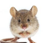 Adam Dover - @mousethecat69420 - Instagram