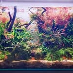 Adam Drexler - @aquascaping_drexler - Instagram