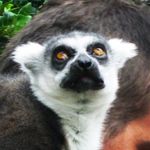 Adam Ealey - @rocky_ringtail - Instagram