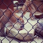 Adam Evanson - @adamevan11 - Instagram
