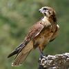 adamfalcon6 - @adamfalcon6 - TikTok