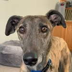 Penny Farthing - @pennyfarthingadams - Instagram