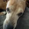 Lola - @adamfeger - TikTok