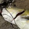 adam_fishes - @adam_fishes - TikTok