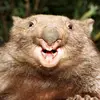 anonymous_wombat6 - @adamfish782 - TikTok