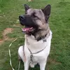 adamflack - @adamflack - TikTok