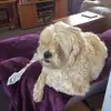 Adam Gillard899 - @adamgillard899 - TikTok