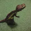 Adam Ginnings - @adamginnings - TikTok