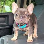 Adam Glidden - @big_lake_bullies_whelping - Instagram