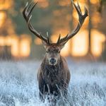 Adam William - @adam.gooding2 - Instagram