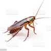 adam grace - @adam.grace8 - TikTok