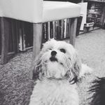 Adam Grainger - @molly_moo_and_trixie_wix - Instagram