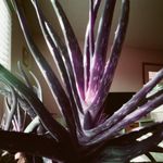 Adam Greenfield - @pinhole_in_color - Instagram
