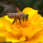 Adam Grieve - @grievesbees - Instagram