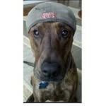 Adam Hallahan - @adam.hallahan - Instagram