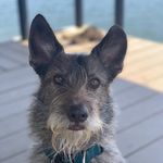 Adam Hamner - @monsieur_murray_thedog - Instagram