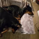 Adam Hartz - @doberman977 - Instagram