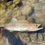 Adam Helland - @adamsislandadventures - Instagram