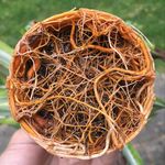 Adam Heller - @plants.und.stuff - Instagram