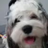 Adam Hickman - @adam.hickman8 - TikTok