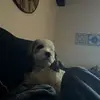 Adam Hickman - @adam.hickman1 - TikTok